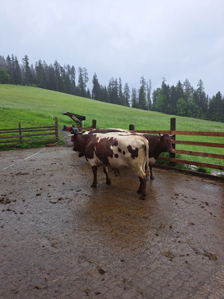 Die Rinder sind auf der Alm! – Projekt Lebenslänglich